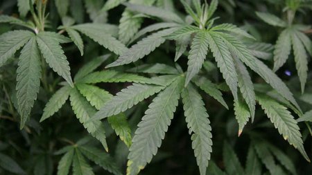 Outdoor Medical Marijuana Cultivation Is Banned In Concord, California