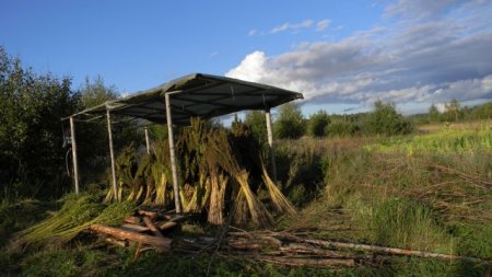 Industrial Hemp Cultivation in Minnesota