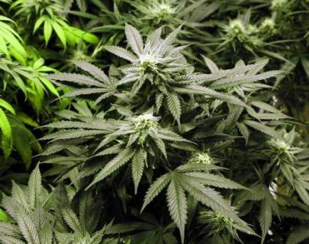 Recreational Use of Marijuana Could Possible in Alaska Next Year